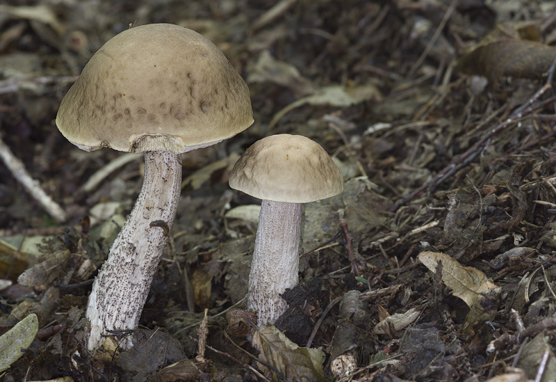 Leccinum pseudoscabrum